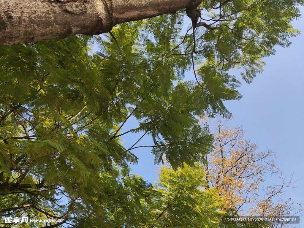 仰视繁茂枝叶与蓝天