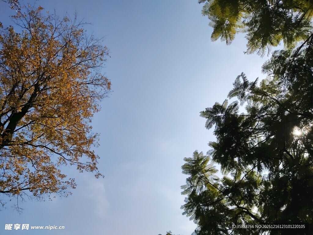 秋日树梢与蓝天