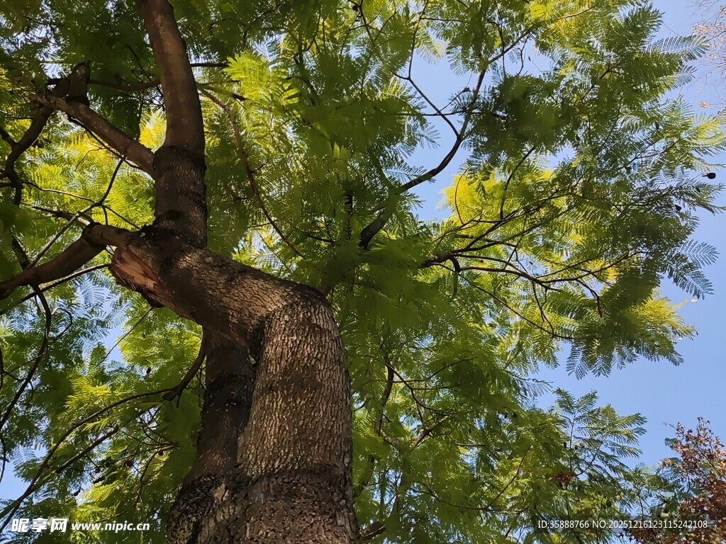 夏日繁茂大树绿意盎然
