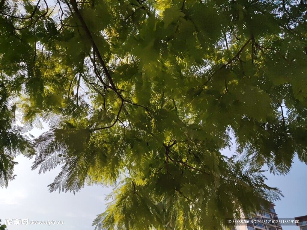 仰视翠绿繁茂的树枝树冠