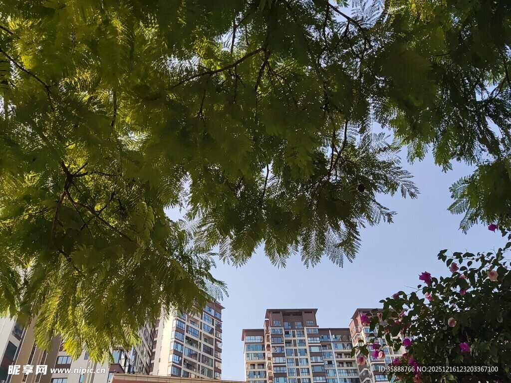 绿树掩映下的城市高楼