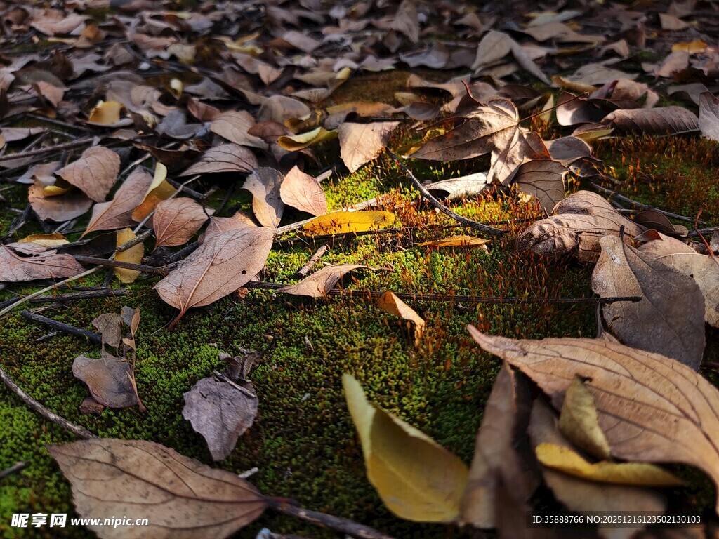 秋日落叶铺就的静谧画面