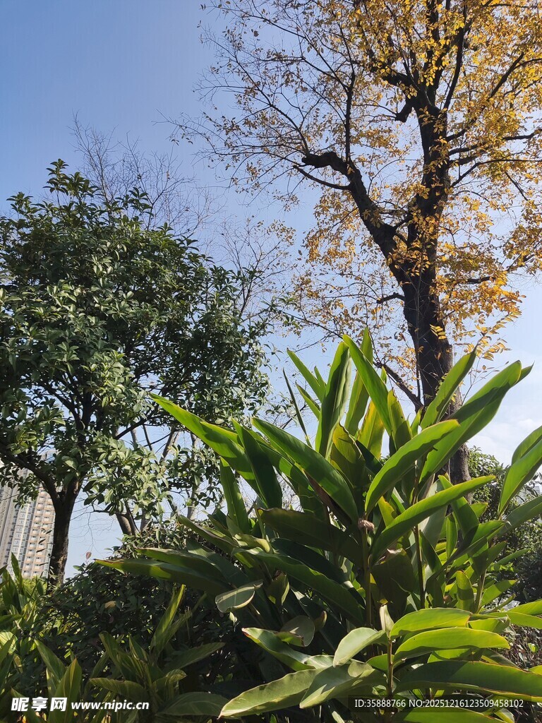 秋日园林绿植与树木景观