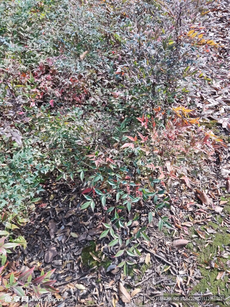 林间低矮绿植与落叶景象