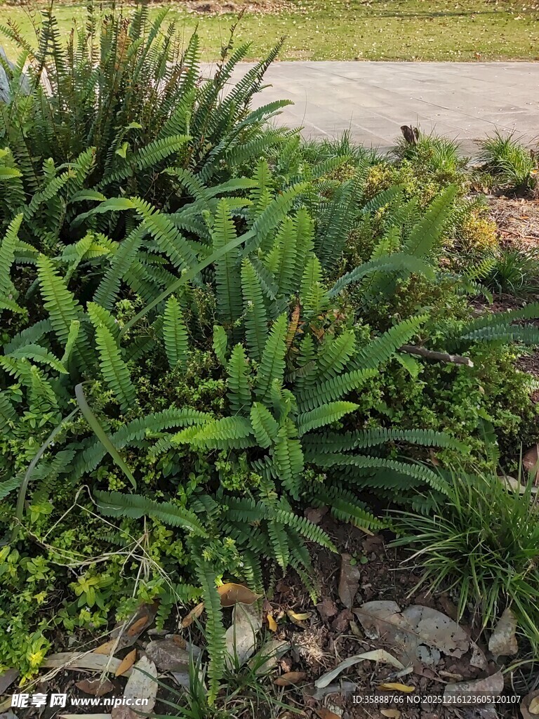 庭院中的翠绿植物景观