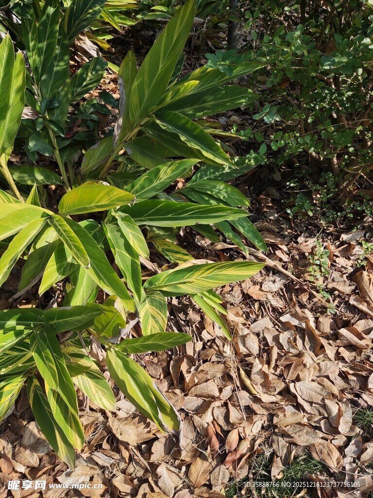 翠绿竹叶与碎石景观