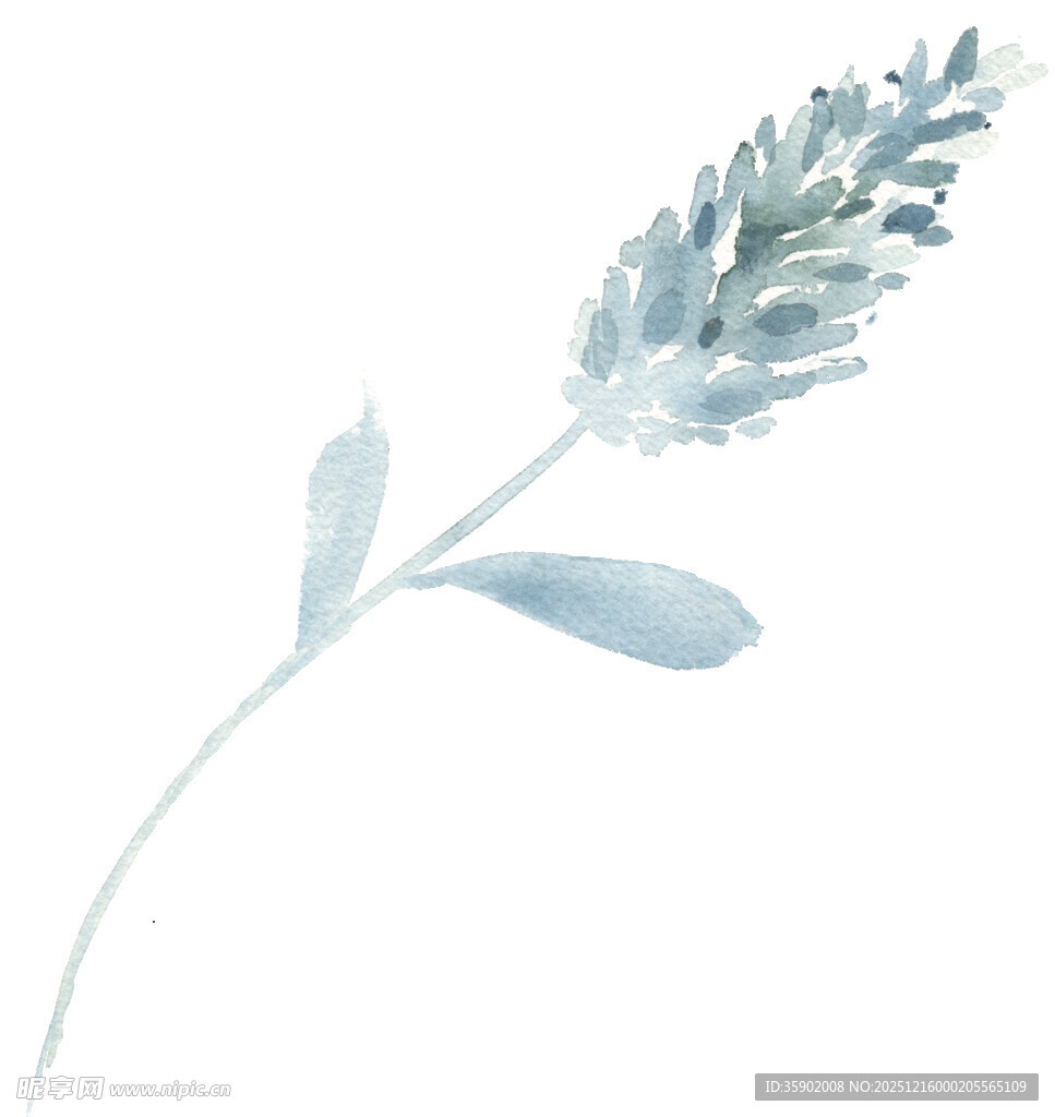 手绘淡蓝色薰衣草花枝