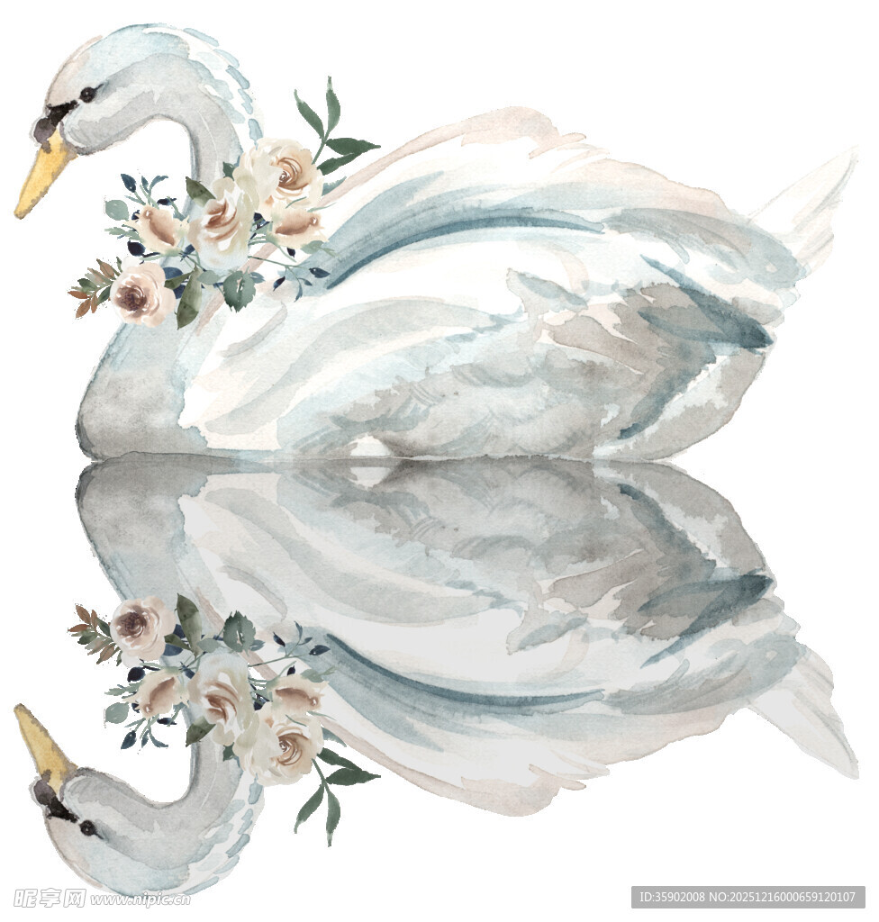 水彩绘天鹅及其水中倒影