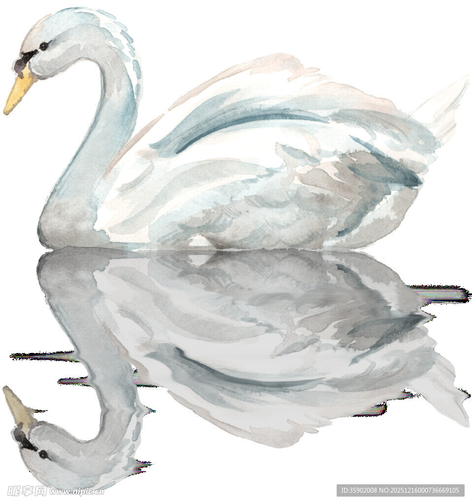 水彩绘天鹅及其水中倒影
