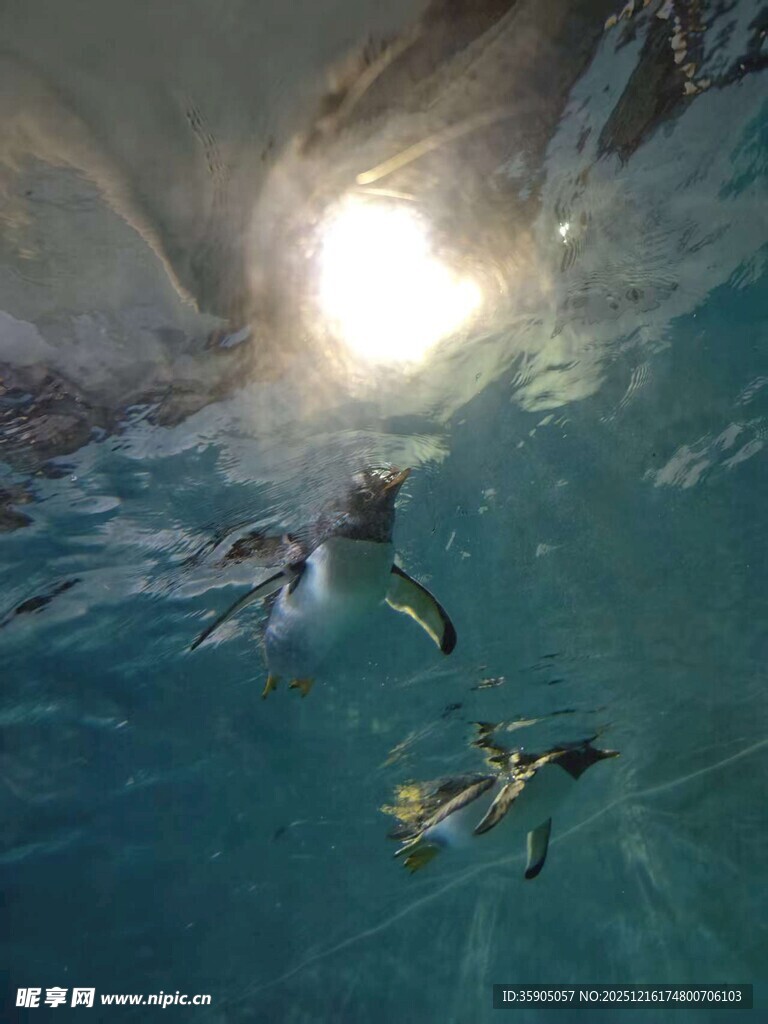 哈尔滨极地海洋企鹅