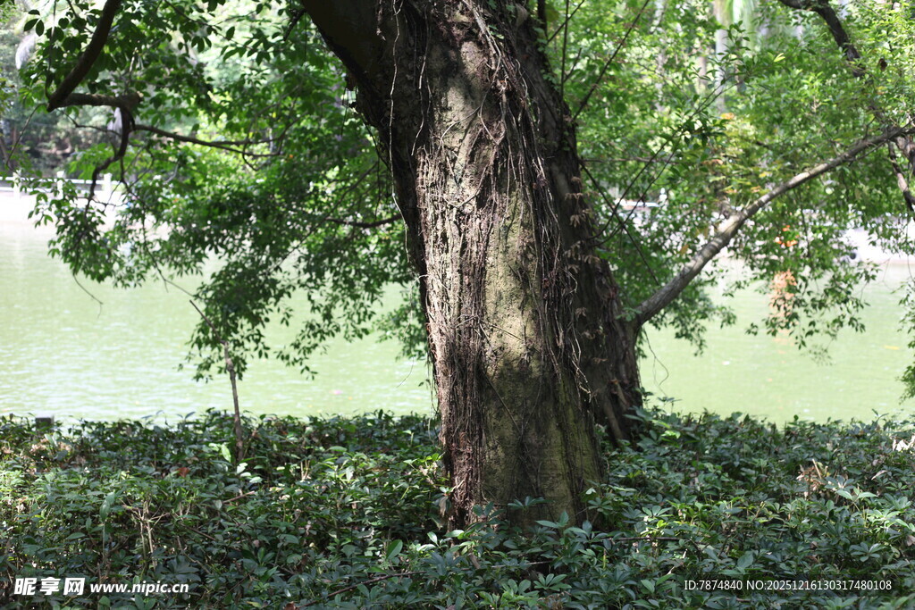 粗壮古树下的繁茂绿植