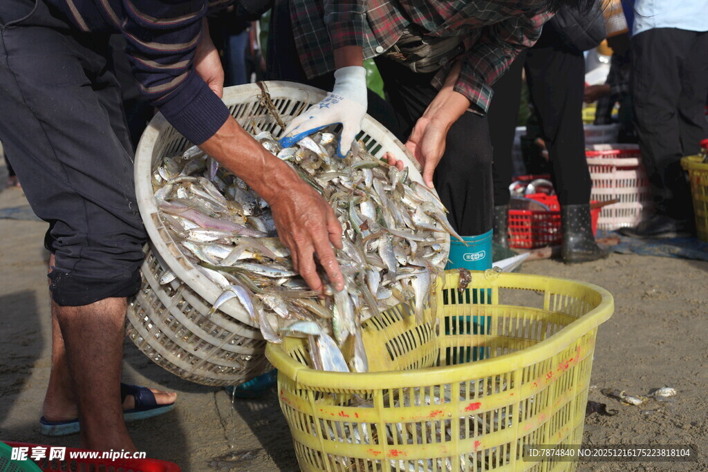 渔民集市现场分拣鲜鱼