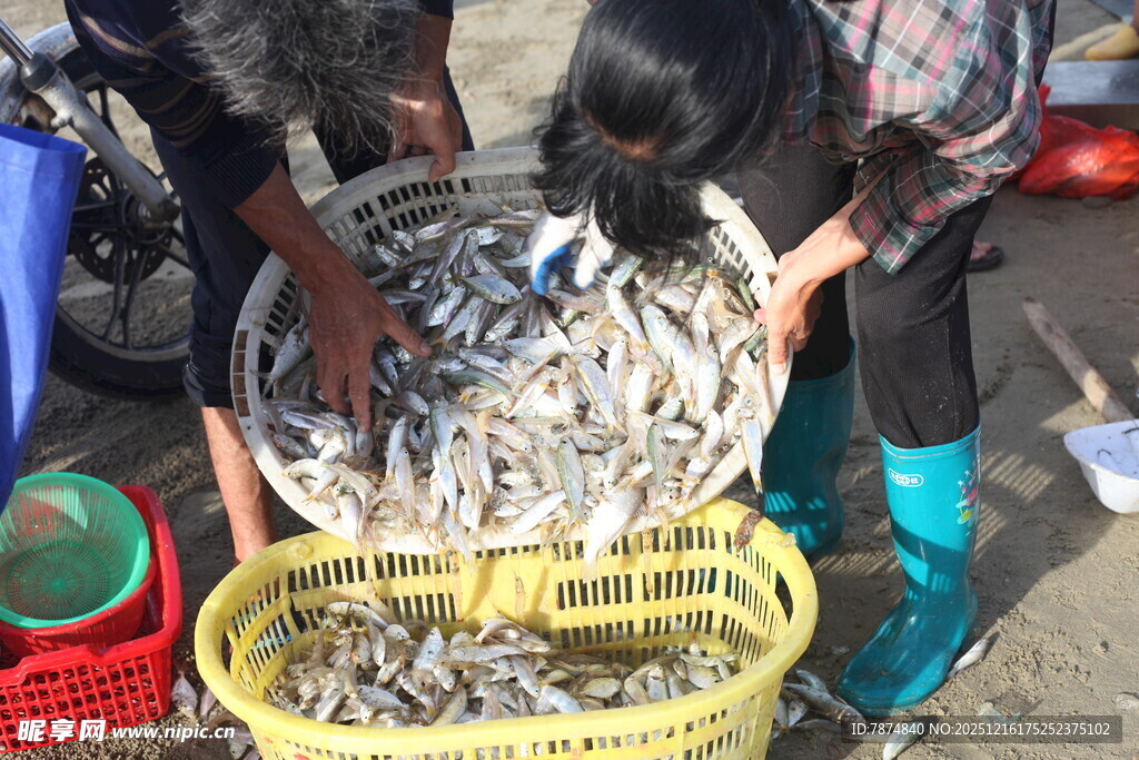 渔民分拣收获的大量小鱼