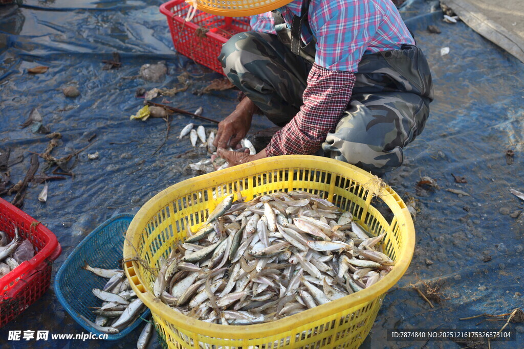 渔民分拣收获的新鲜小鱼