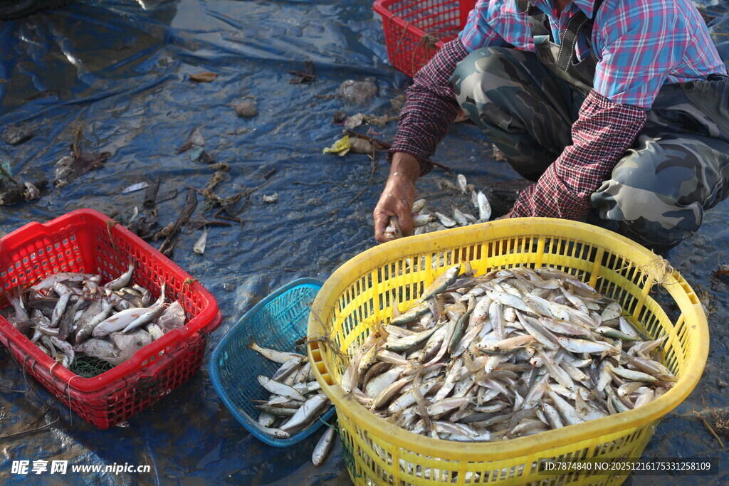 渔民分拣捕获的小鱼