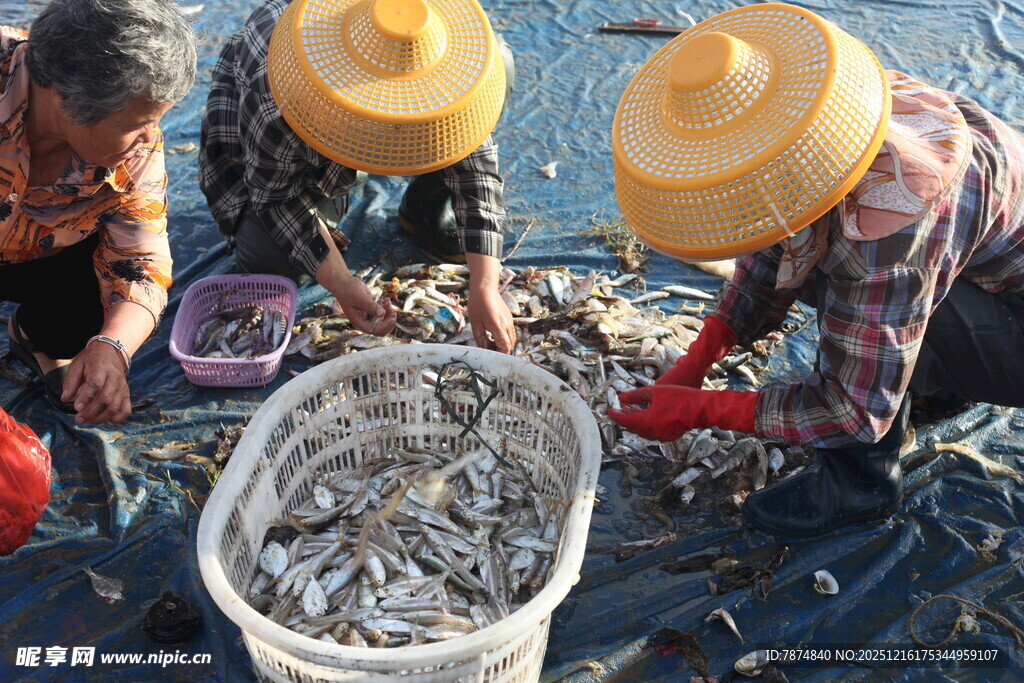渔民劳作收获满满鱼虾