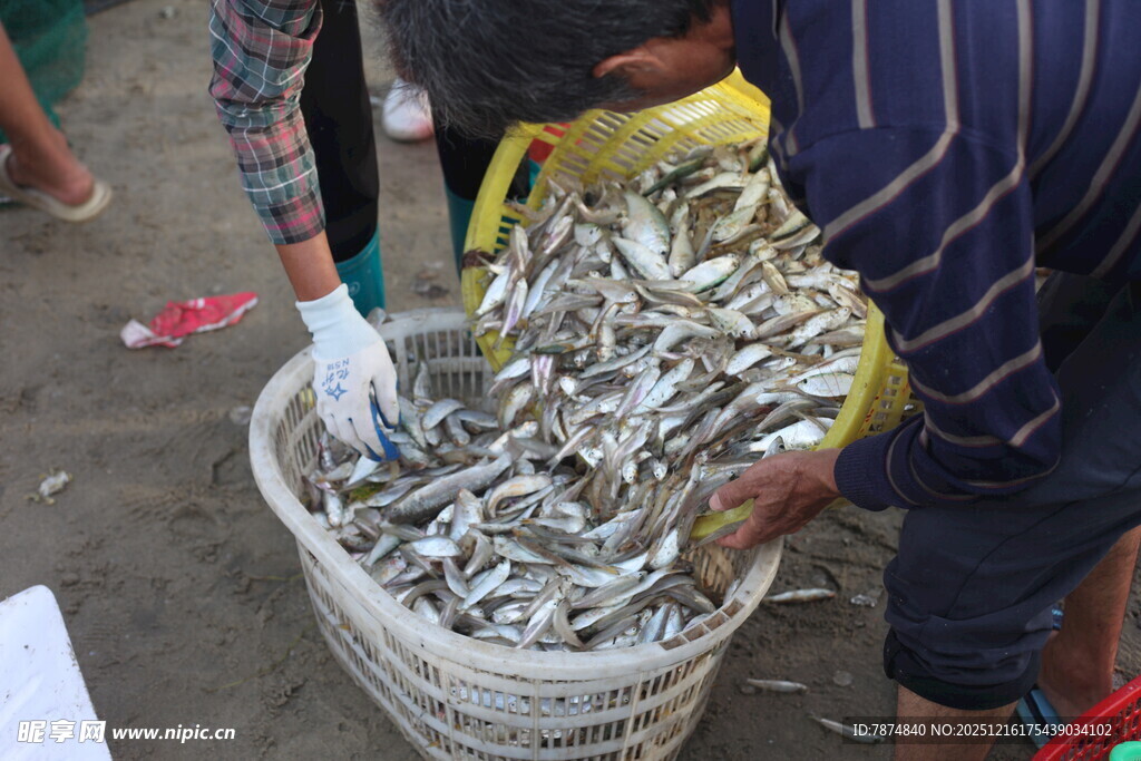渔民收获满满一筐小鱼
