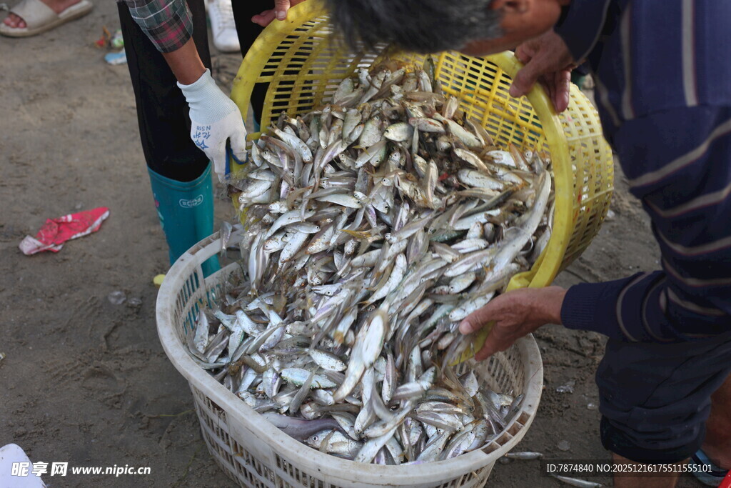 集市上售卖的新鲜小鱼