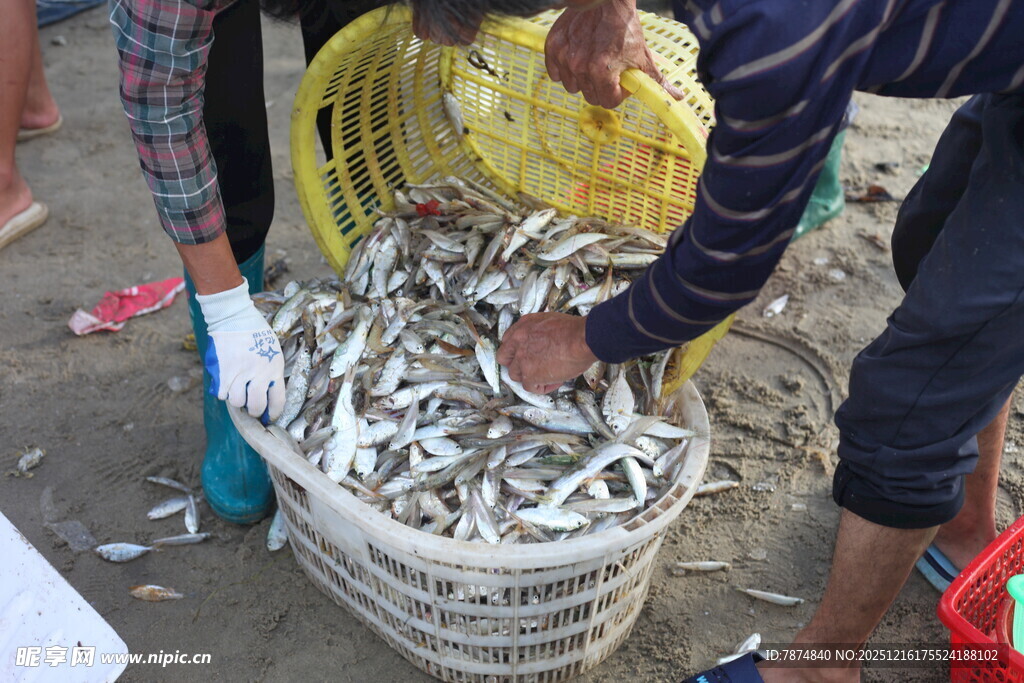 渔民收获满满一筐小鱼