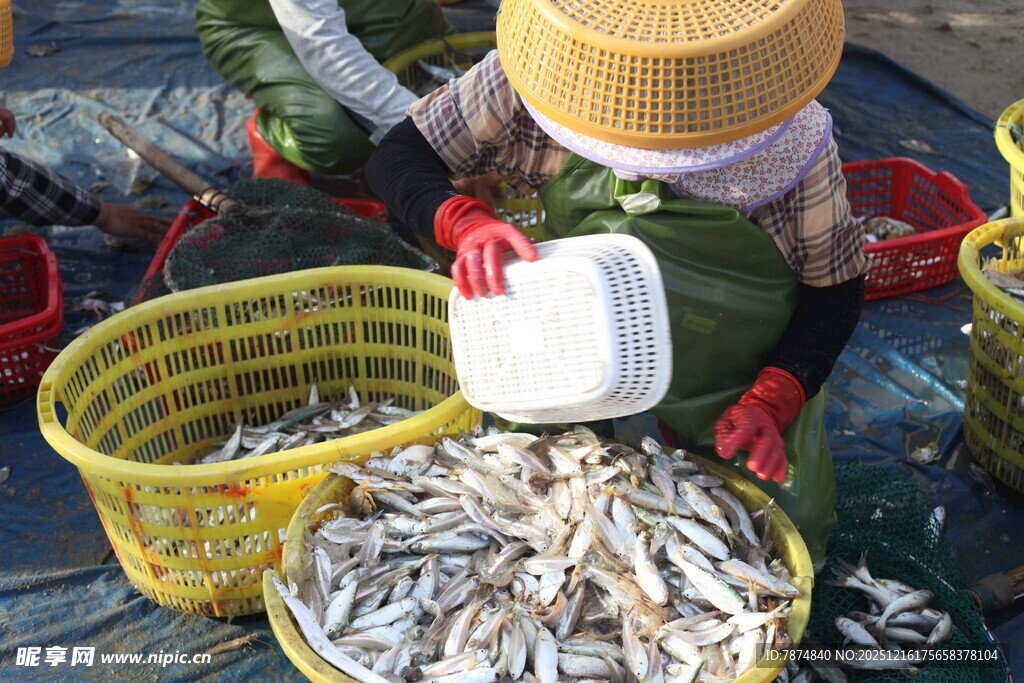 渔民分拣收获的小鱼