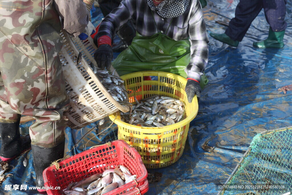 渔民分拣收获的鲜鱼