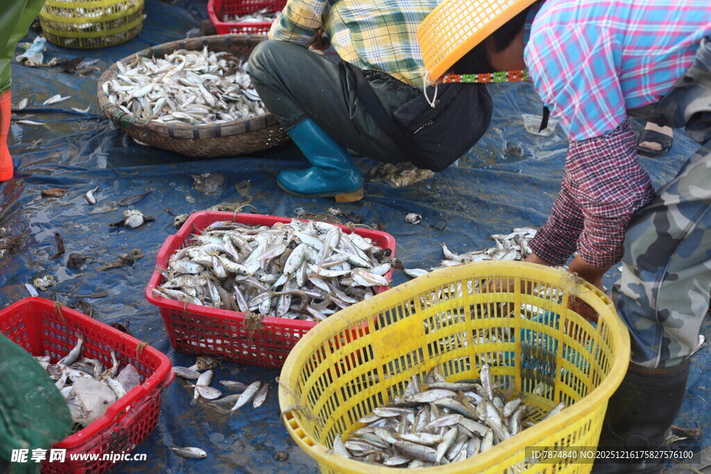 渔民售卖新鲜小鱼
