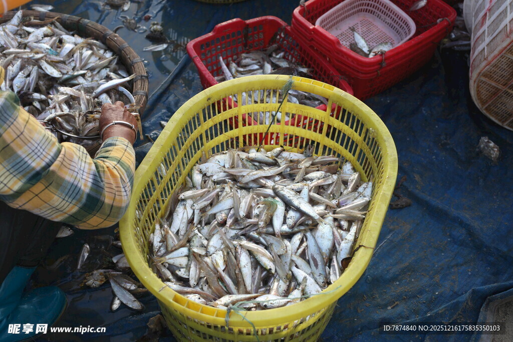 渔民收获满满一筐小黄鱼