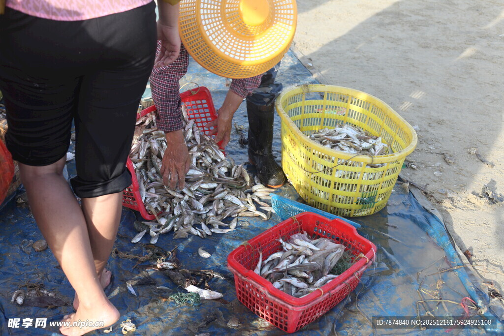 海边渔民分拣捕获的小鱼