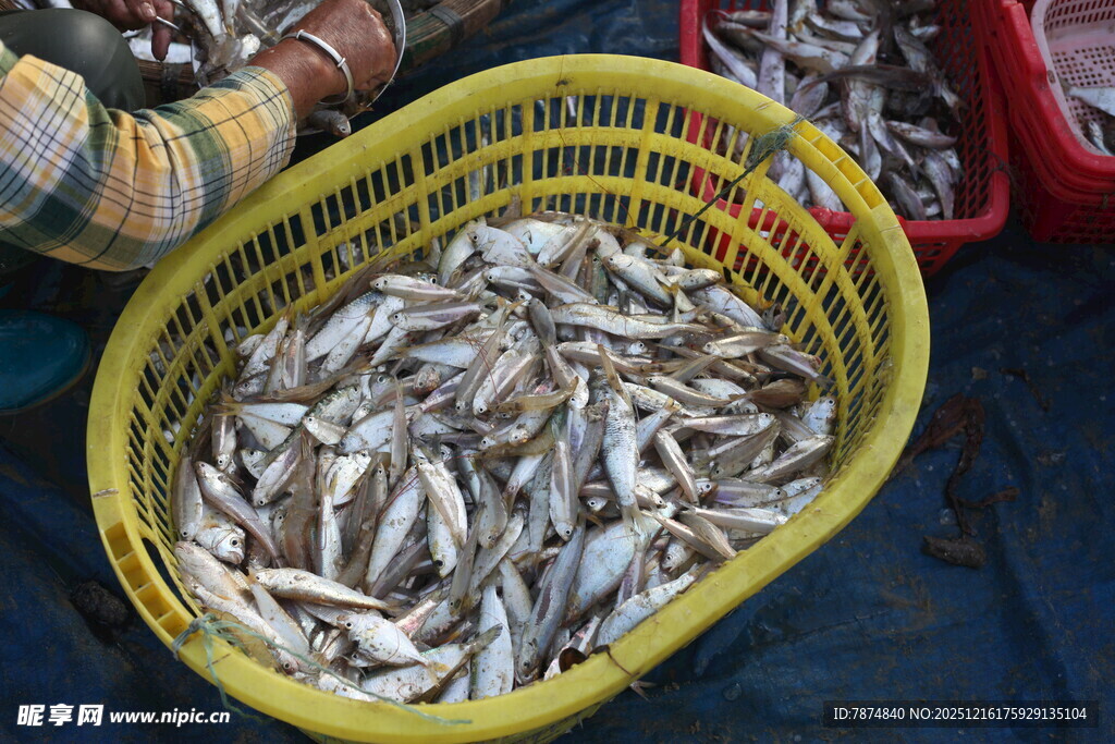 黄色筐内装满鲜活小鱼