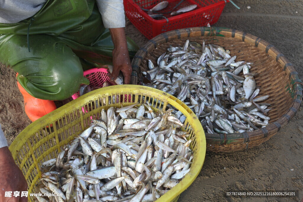 渔民收获满满一筐小鱼