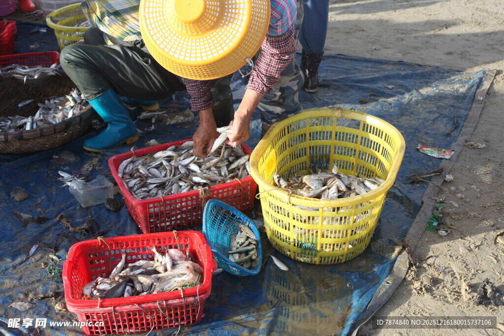渔民海边分拣捕获的海鲜