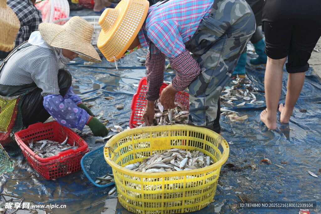 渔民海边分拣收获的鱼货