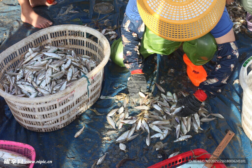 渔民收获满满一筐小鱼