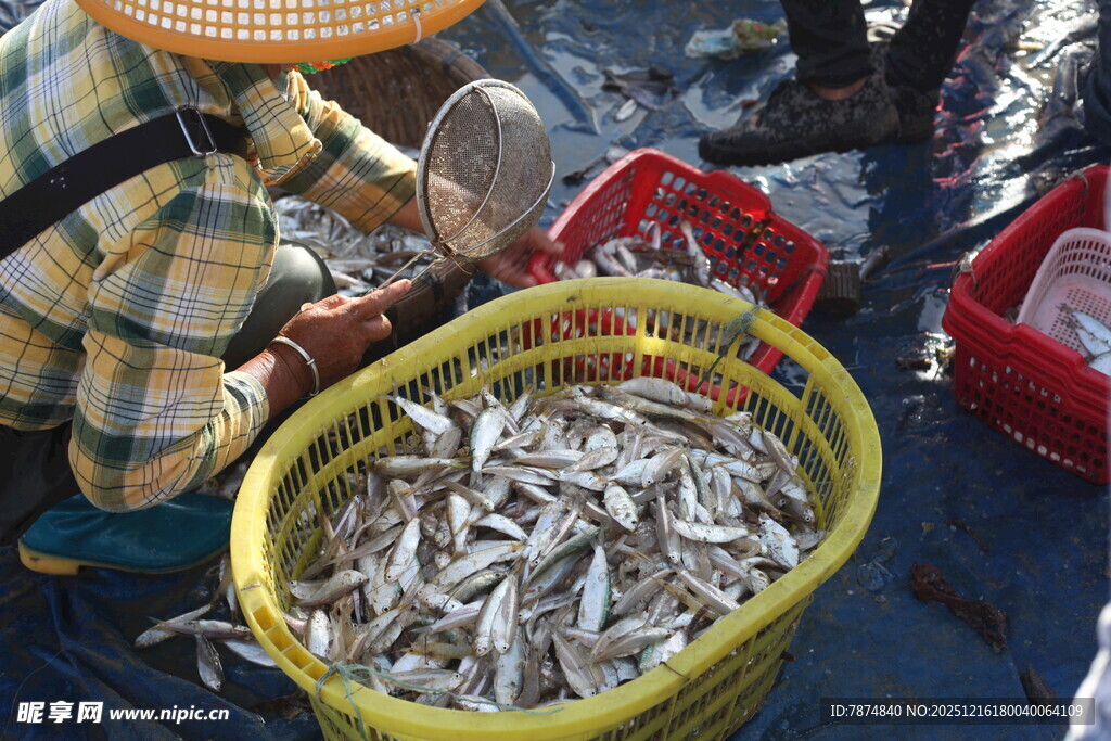 渔民收获满满一筐小鱼