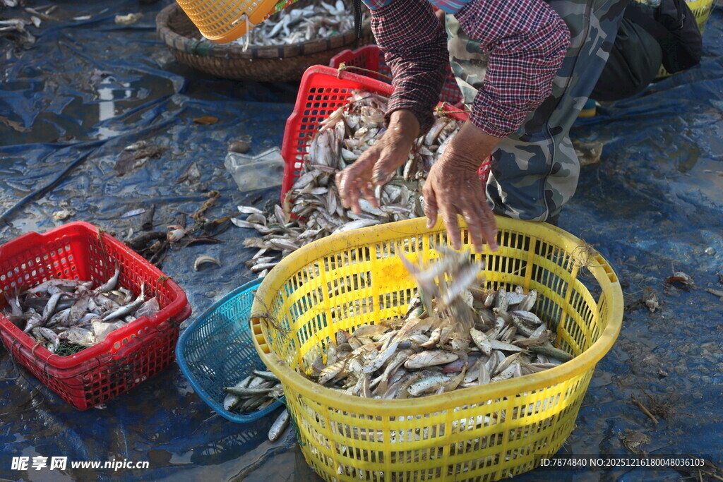 渔民分拣收获的小鱼