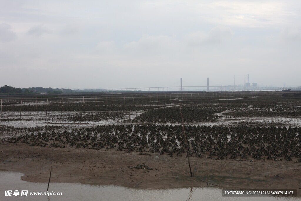 湿地鸟类栖息景观