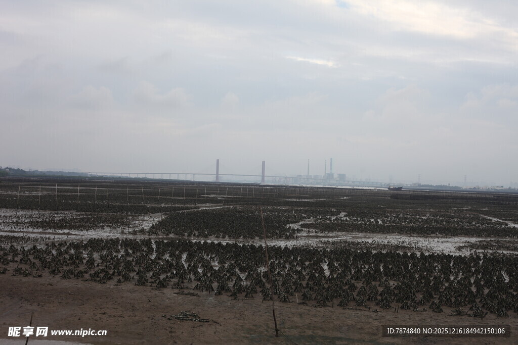 湿地景观中的鸟类栖息处