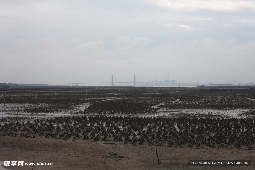 湿地鸟类栖息景观