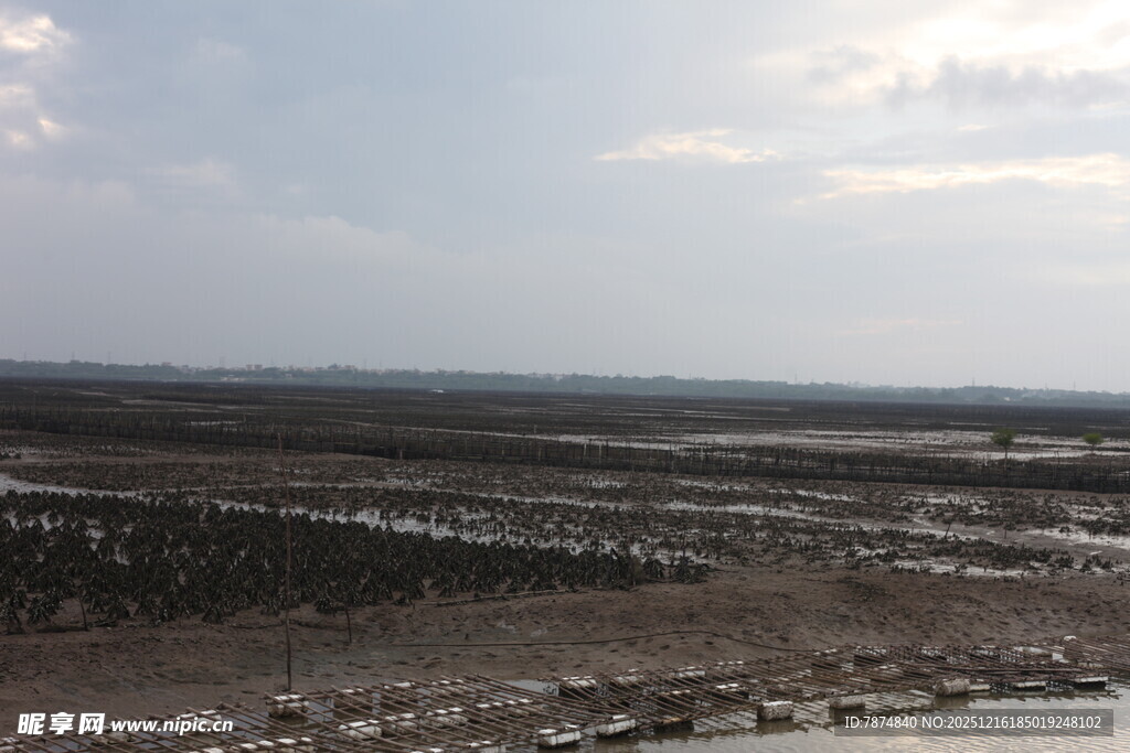 海边滩涂养殖景象