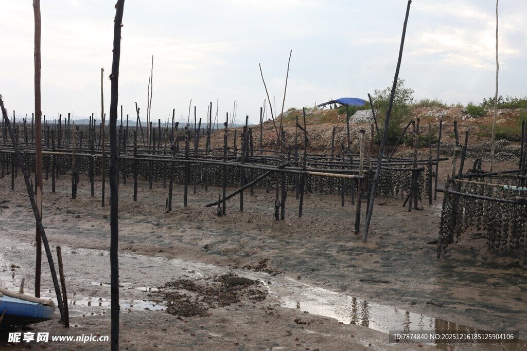 泥泞滩涂中的林立木桩