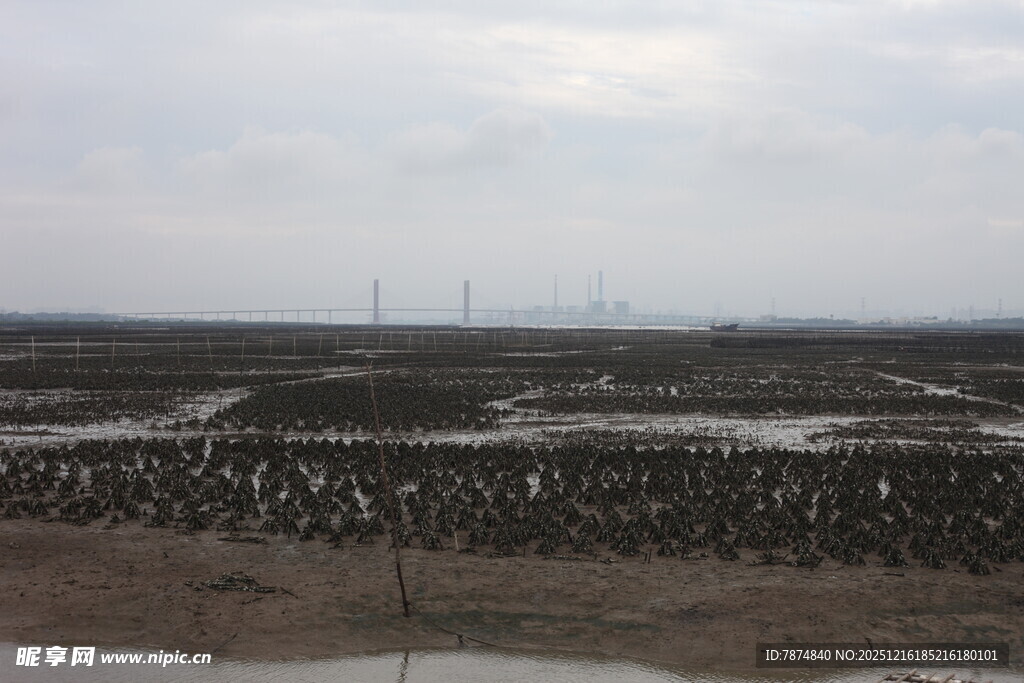 湿地景观中的整齐植物阵列