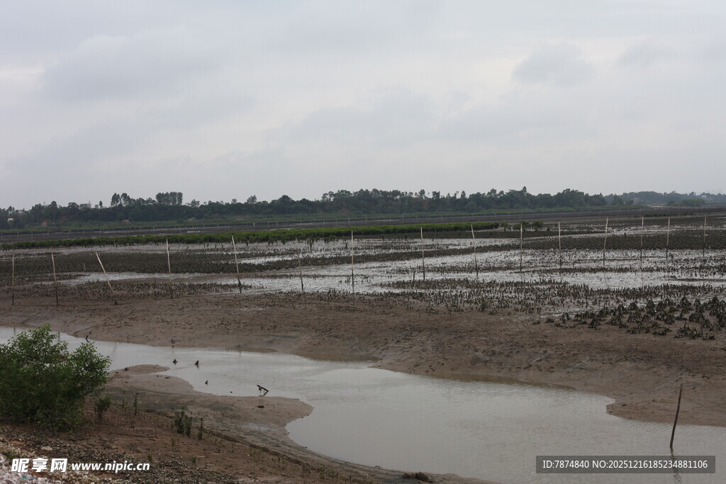 湿地景观 水域与滩涂景象