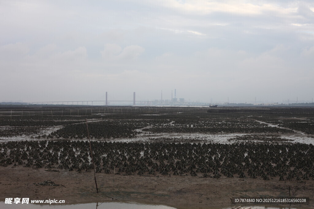 海边滩涂养殖景象