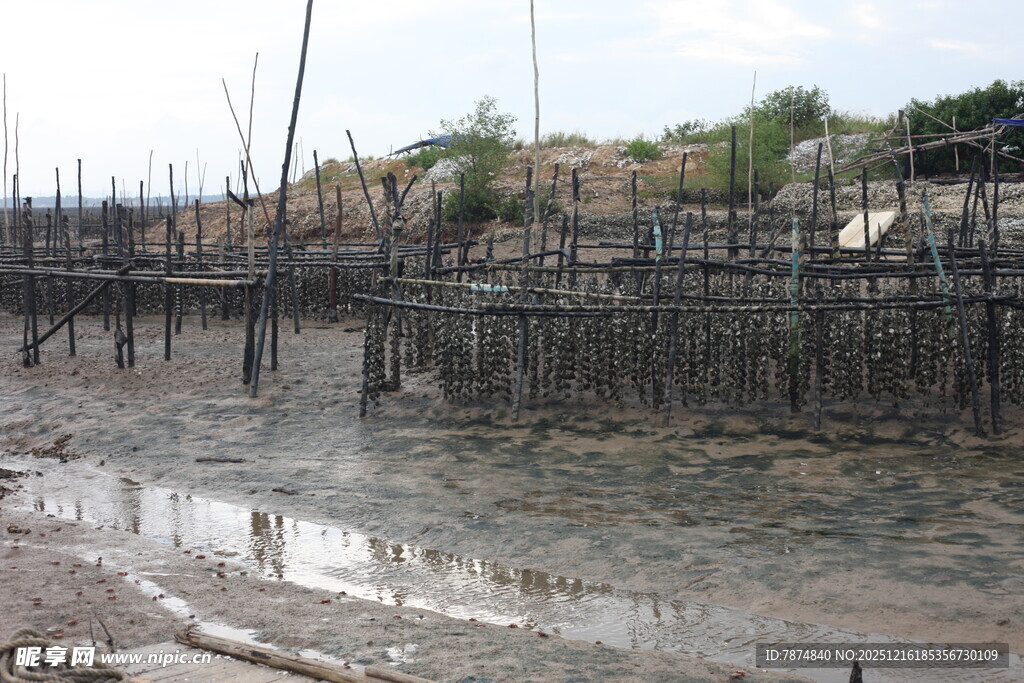 海边牡蛎养殖场景