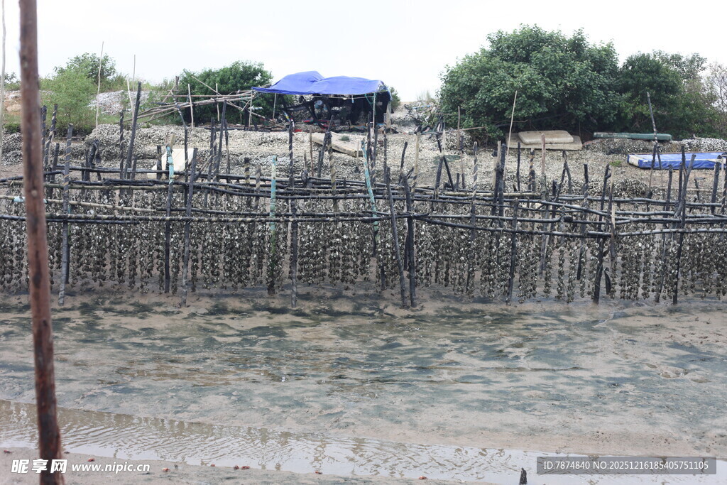 海边木桩搭建的养殖场景