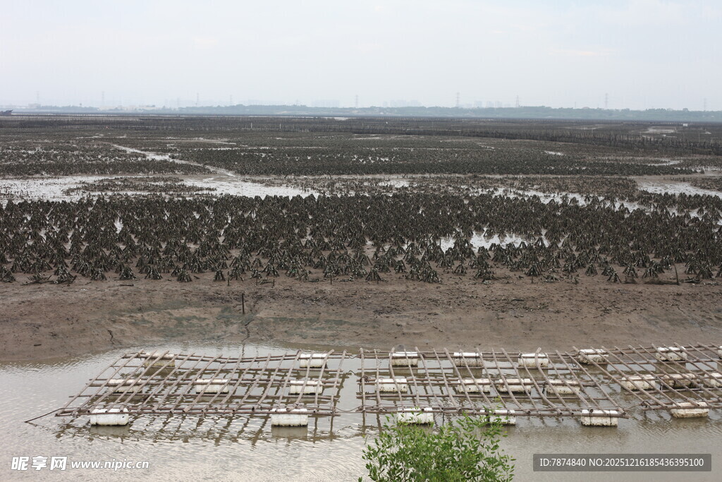湿地滩涂中的整齐养殖架