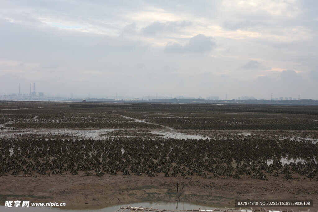 湿地景观 群鸟栖息之地