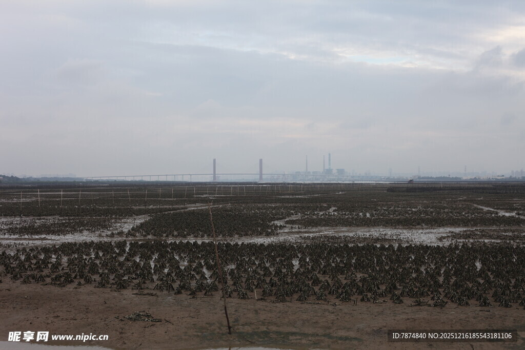 湿地景观中的鸟类栖息地