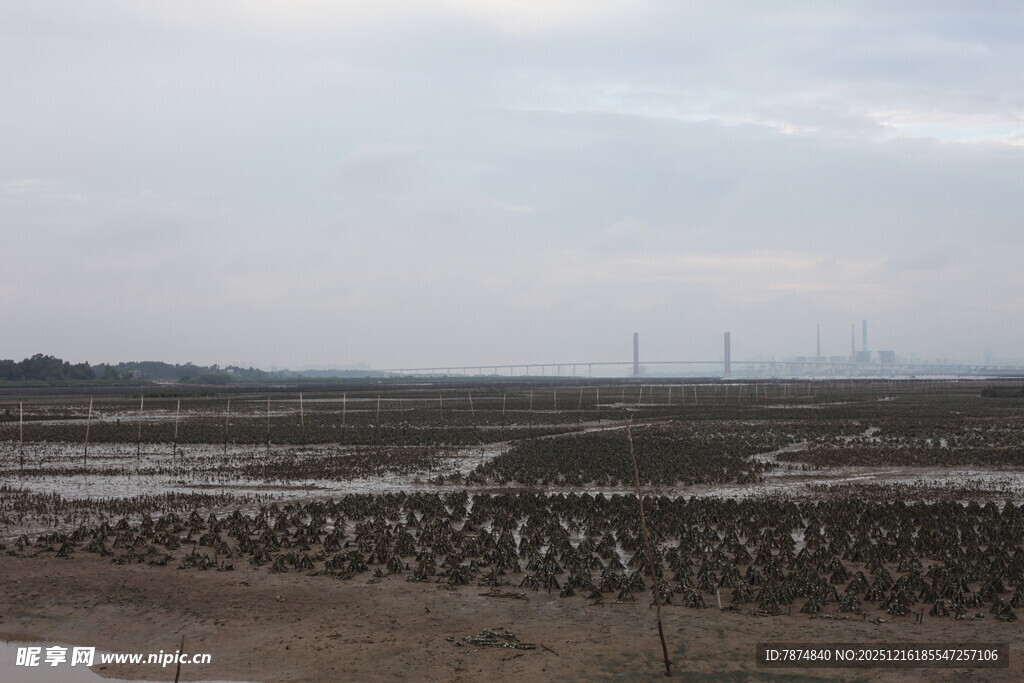 海边滩涂众多鸟类栖息