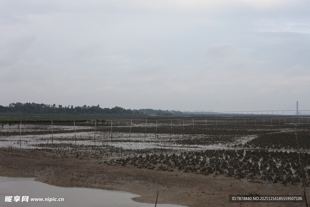 湿地群鸟栖息景观